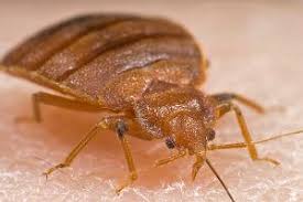 Turkuć podjadek (gryllotalpa gryllotalpa) zdjęcia, obrazki. Bolesne Ugryzienie Infozdrowie24 Pl