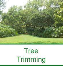 Jimmys Tree Service 1 Company Offers The Best Certified Tree Removal Tree Trimming Stump Grinding Expert Tr Tree Trimming Tree Removal Tree Removal Service