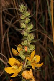 Image result for Alectra orobanchoides