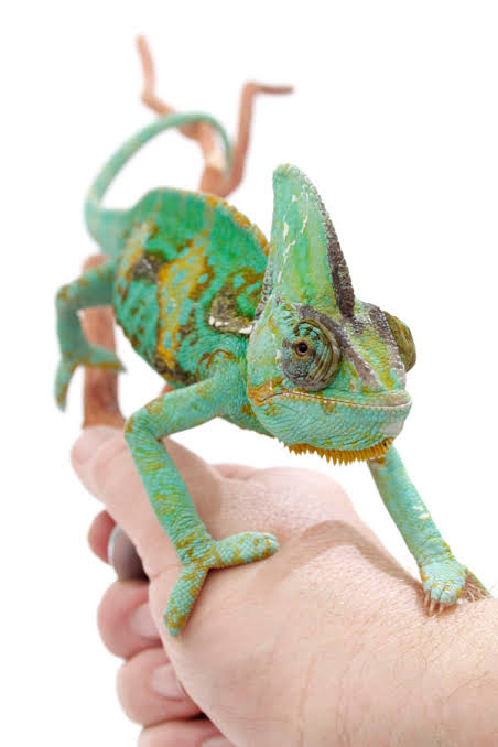 Mga resulta ng larawan para sa Veiled Chameleon"