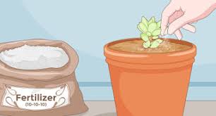 Click show more and please subscribe! 3 Ways To Remove Cactus Needles Wikihow