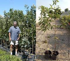 If your trees or plants do not survive, please let us know within one year of delivery. Pruning Chestnuts