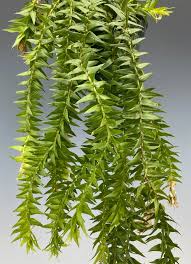 Image result for Huperzia verticillata