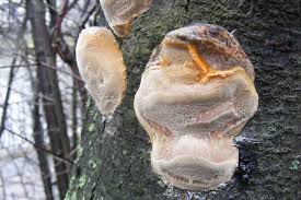 Image result for Phellinus pomaceus
