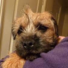 Hugo Sporting A Bohawk The Border Terrier Mohawk Patterdale Terrier Border Terrier Terrier