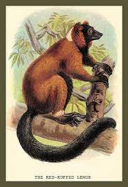 The Red Ruffed Lemur Lemur Scientific Illustration Animal Illustration