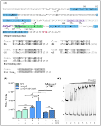 We did not find results for: Ijms Free Full Text The Regulator Ompr In Yersinia Enterocolitica Participates In Iron Homeostasis By Modulating Fur Level And Affecting The Expression Of Genes Involved In Iron Uptake Html