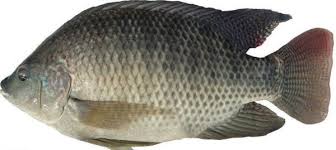 Different Types Of Fish And How To Cook Them Types Of Fish Fish And Meat Fish