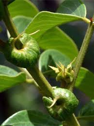 Image result for Senna petersiana