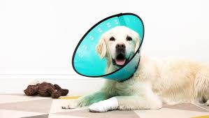 When cones are removed too quickly, and the dog is allowed to lick, scratch, or chew their incision site, wound, or hot spot, it could result in delayed healing, prolonged treatment, or other problems. Why Dogs Wear Cones What Alternatives To Try Purina