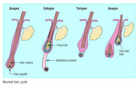 Your hair growth cycle explained. Male Androgenetic Alopecia Endotext Ncbi Bookshelf
