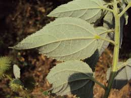 Image result for Triumfetta pilosa