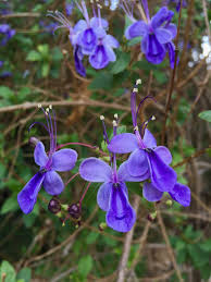 Image result for Rotheca aurantiaca