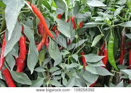 Ground cayenne pepper is technically a chili powder, but jars and bottles labeled chili powder are usually made from a blend of a variety of peppers. Cili Images Illustrations Vectors Free Bigstock