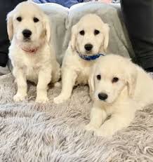 Golden Retriever For Sale In Maine 25 Petzlover