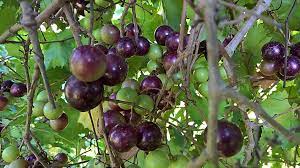 Other fruit trees indigenous to north america include the american persimmon (diospyros virginiana) and the mayhaw tree (crataegus opaca). Fruits That Are Native To North America Worldatlas