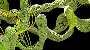 Image result for Cleistochlamys