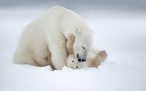Animals animal bear nature polarbear wild. Animal Baby Winter Snow Polar Bear Wallpapers Hd Desktop And Mobile Backgrounds
