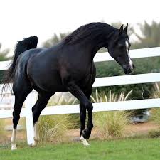 الخيل العربي On Instagram الاريام عشتار بنت العالمي انزو الكويت للخيل مربط فرسا In 2021 Beautiful Arabian Horses Black Arabian Horse Beautiful Horses