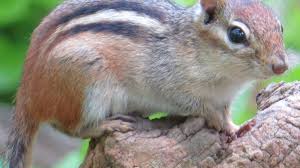 Make sure that no ground cover, trees, and shrubs are planted in a. Chipmunk Catching Chipmunk Prevention Tips Pestguide Org