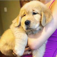 Macbook pro — our most powerful notebooks featuring fast processors, incredible graphics, touch bar, and a spectacular retina display. Free Puppies And Pet For Rehoming Adoption Near Me Home Facebook