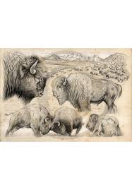 Marcello Art Fauna Temperate Zone 390 Tatanka American Buffalo Art Animal Drawings Animal Art
