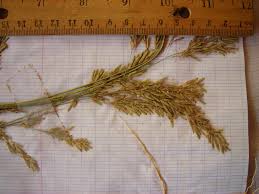 Image result for Eragrostis gangetica
