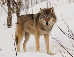 Wolves are common to all parts of the northern hemisphere. Eurasian Wolf Wikipedia