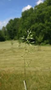 Image result for Pycnostachys orthodonta