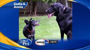 Community development division city of nashua nh. Watch Adopt This Pet Annie And Little Sadie Need To Stay Together