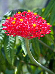 Image result for Jatropha erythropoda