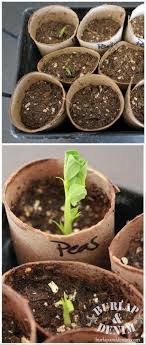 Paper towel (one for each type of seed you're testing). Toilet Paper Roll Seed Starters Seed Starters Toilet Paper Roll Starting Seeds Indoors