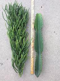 1.1 distinctive features of cacti. Pin On Interesting Plants