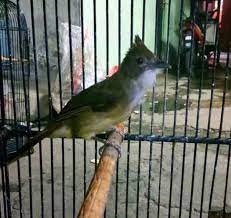 More images for jenis burung jenggot mini » Tips Membedakan Ciri Cucak Jenggot Betina Dengan Jantan Akurat