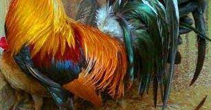 Pin En Animales