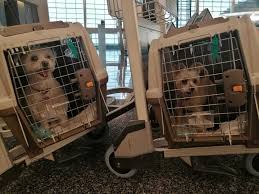 We did not find results for: How To Relocate Your Pets Out Of Qatar