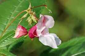 Image result for Balsaminaceae