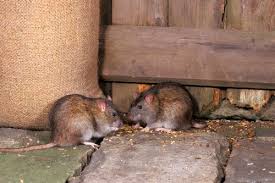 How to get rid of rats in your house. Rats In The Garden Identification Treatment Prevention Methods