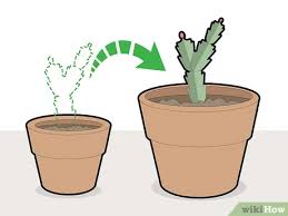 How To Prune A Christmas Cactus 12 Steps With Pictures