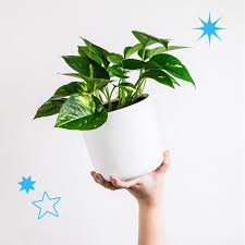 Houseplants can be afflicted with many different bacterial, fungal and viral diseases. The Best Houseplants For Cold And Flu Popsugar Home