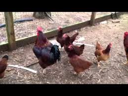 This is probably one of the reasons why there is massive confusion about the history and the early origin of this breed. Production Reds Youtube