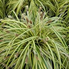 Image result for Carex mannii