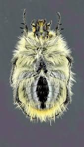 Image result for Tropinota hirta