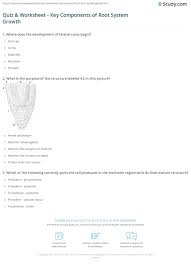 Quiz Worksheet Key Components Of Root System Growth Study Com
