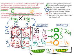 In humans brown eyes are dominant over blue eyes. Monohybrid Cross Science Biology Genetics Showme