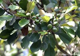 Image result for Manilkara kauki