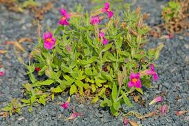 Image result for Phrymaceae