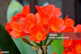 Image result for Kleinia abyssinica