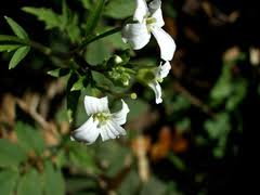 Image result for Cardamine obliqua