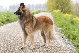 Find old english sheepdogs and puppies from california breeders. Belgian Tervuren Dog Breed Information Pictures Characteristics Facts Dogtime